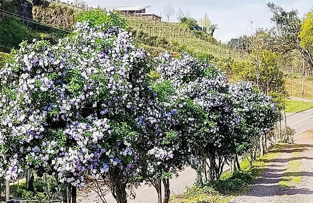 CasAlta Pousada-1